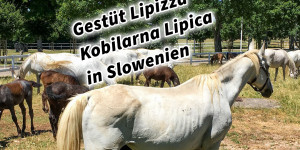 Beitragsbild des Blogbeitrags Gestüt Lipizza Kobilarna Lipica in Slowenien #visitslovenia Lipizzaner Pferde 