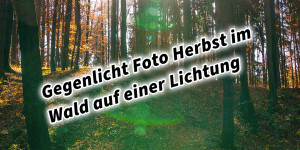 Beitragsbild des Blogbeitrags Gegenlicht Foto Herbst im Wald auf einer Lichtung 