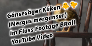 Beitragsbild des Blogbeitrags Gänsesäger Küken  