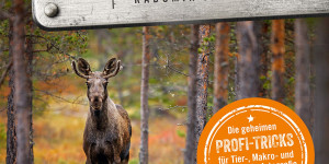 Beitragsbild des Blogbeitrags Workshop Naturfotografie vor der eigenen Haustür: Die geheimen Profi-Tricks. Tier-, Makro- und Landschaftsfotografie in Deutschland & drumherum von Radomir Jakubowski 