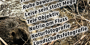 Beitragsbild des Blogbeitrags Quicktipp Tierfotografie: Fresse halten und Ruhe bewahren ;) Leise sein statt Mega Tele Objektiv / Nutria am Fluss / Naturfotografie Landschaftsfotografie