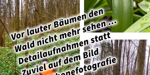 Beitragsbild des Blogbeitrags Vor lauter Bäumen den Wald nicht mehr sehen… Detailaufnahmen statt Zuviel auf dem Bild Smartphonefotografie 