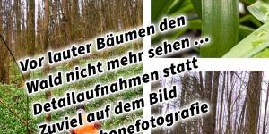 Beitragsbild des Blogbeitrags Vor lauter Bäumen den Wald nicht mehr sehen… Detailaufnahmen statt Zuviel auf dem Bild Smartphonefotografie