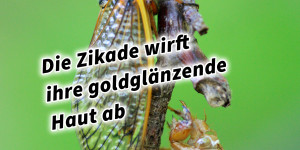 Beitragsbild des Blogbeitrags Die Zikade wirft ihre goldglänzende Haut ab 36 Strategeme 