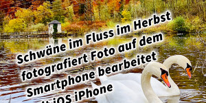 Beitragsbild des Blogbeitrags Schwäne im Fluss im Herbst fotografiert Foto auf dem Smartphone bearbeitet mit iOS iPhone 