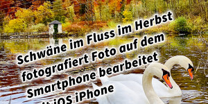 Beitragsbild des Blogbeitrags Schwäne im Fluss im Herbst fotografiert Foto auf dem Smartphone bearbeitet mit iOS iPhone