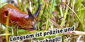 Beitragsbild des Blogbeitrags Langsam ist präzise und präzise ist schnell! Was du von einer Schnecke lernen kannst…