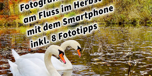 Beitragsbild des Blogbeitrags Fotografieren und Filmen von Schwänen am Fluss im Herbst mit der Kamera und dem Smartphone inkl. 8 Fototipps. Fotografieren und Filmen mit dem Smartphone: Bessere Fotos und Videos mit dem Handy für Freizeit, Hobby und Business
