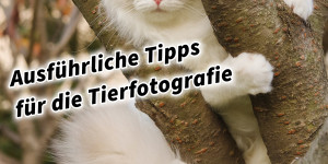 Beitragsbild des Blogbeitrags Ausführliche Tipps für die Tierfotografie
