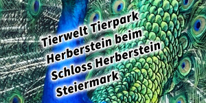 Beitragsbild des Blogbeitrags Tierwelt Tierpark Herberstein beim Schloss Herberstein Steiermark #visiststyria #visitaustria