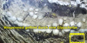 Beitragsbild des Blogbeitrags Wespennest gefilmt durch eine Glasscheibe Video 