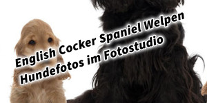 Beitragsbild des Blogbeitrags English Cocker Spaniel Welpen Hundefotos Tierfotos im Fotostudio 