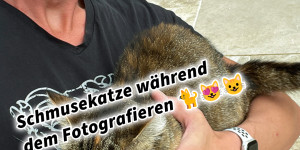 Beitragsbild des Blogbeitrags Schmusekatze während dem Fotografieren