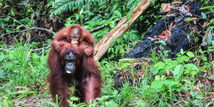 Beitragsbild des Blogbeitrags Seeing Orangutans in Borneo Responsibly – Semenggoh Centre, Sarawak 