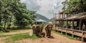 Beitragsbild des Blogbeitrags Why Riding Elephants in Thailand is Wrong – Visiting Elephant Nature Park, Chiang Mai