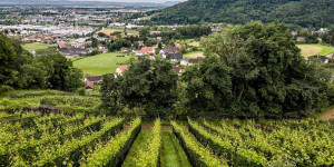 Beitragsbild des Blogbeitrags Graz City Wine Renaissance – Reviving Urban Viniculture in Styria