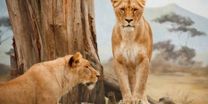 Beitragsbild des Blogbeitrags Die Entstehung von felsenmaedchen.online