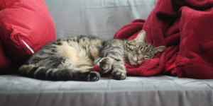 Beitragsbild des Blogbeitrags Für Maggie