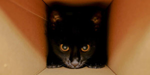 Beitragsbild des Blogbeitrags Schrödingers Katze 