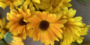 Beitragsbild des Blogbeitrags Ringelblumensalbe selber machen