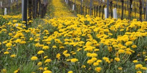 Beitragsbild des Blogbeitrags Frühling aus Sicht der traditionellen chinesischen Medizin 