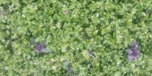 Beitragsbild des Blogbeitrags Kräuterspaziergänge in Baden