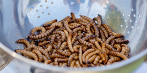Beitragsbild des Blogbeitrags Insekten als Nahrung? 