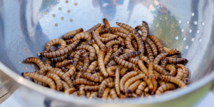 Beitragsbild des Blogbeitrags Insekten als Nahrung?