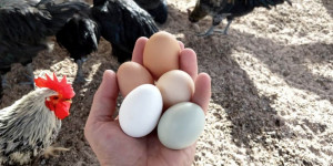 Beitragsbild des Blogbeitrags Über rohe Eier, Rohtexte und Feedback 