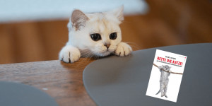 Beitragsbild des Blogbeitrags Rette die Katze! Schreibrezepte aus Hollywood