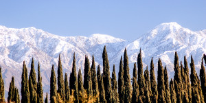 Beitragsbild des Blogbeitrags Arborvitae, Lebensbaum – A bis Z