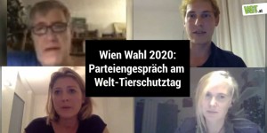 Beitragsbild des Blogbeitrags Wie stehen die Parteien zum Tierschutz? Eine Diskussion zur Wien-Wahl! | VGT Österreich
