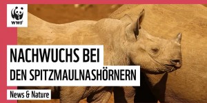 Beitragsbild des Blogbeitrags Super Nashorn News – Nachwuchs und weniger Wilderei | WWF Deutschland 