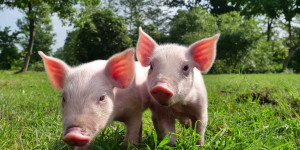 Beitragsbild des Blogbeitrags Tierschutz: Die schöne weite Welt
