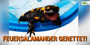 Beitragsbild des Blogbeitrags Feuersalamander gerettet! | VGT Österreich 