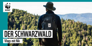 Beitragsbild des Blogbeitrags Schwarzwald – Wie uns Wildnis hilft, den Wald zu retten | WWF Deutschland 