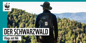 Beitragsbild des Blogbeitrags Schwarzwald – Wie uns Wildnis hilft, den Wald zu retten | WWF Deutschland