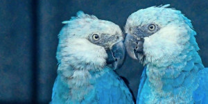 Beitragsbild des Blogbeitrags Blauer Ara-Papagei