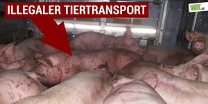 Beitragsbild des Blogbeitrags Mehr als 12 Stunden eingesperrt: Illegaler Schweinetransport entdeckt! | VGT Österreich 