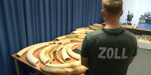 Beitragsbild des Blogbeitrags Elfenbein-Wilderei: Rekord-Fund in Deutschland | WWF Deutschland