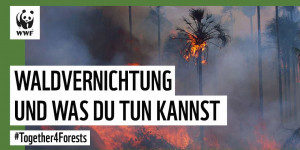Beitragsbild des Blogbeitrags Mit 2 Klicks Regenwald schützen: Fordert keine Waldzerstörung für unser Essen | #Together4Forests | WWF Deutschland 