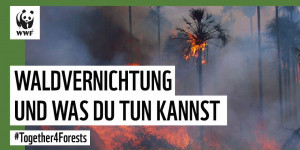 Beitragsbild des Blogbeitrags Mit 2 Klicks Regenwald schützen: Fordert keine Waldzerstörung für unser Essen | #Together4Forests | WWF Deutschland
