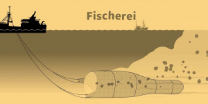 Beitragsbild des Blogbeitrags Unsere Meere im Ausverkauf: Erklärvideo zur Marinen Raumordnung | Naturschutzbund Deutschland
