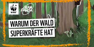 Beitragsbild des Blogbeitrags Warum der Wald Superkräfte hat | WWF Österreich 