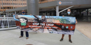 Beitragsbild des Blogbeitrags Kein Greenwashing von Tropenholz aus Sarawak! Der BMF hat soeben eine Petition … 