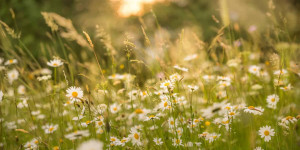 Beitragsbild des Blogbeitrags Gewinnerliste des “Sustainability Award 2020”