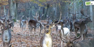 Beitragsbild des Blogbeitrags Der Schrecken geht weiter! Gatterjagd im Burgenland | VGT Österreich