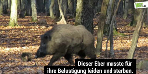 Beitragsbild des Blogbeitrags Angeschossener Eber – Gatterjagd im Burgenland | VGT Österreich 