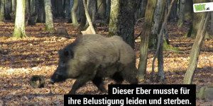 Beitragsbild des Blogbeitrags Angeschossener Eber – Gatterjagd im Burgenland | VGT Österreich