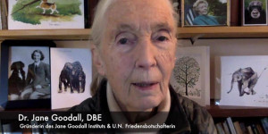 Beitragsbild des Blogbeitrags Jane Goodall hat eine Nachricht an unseren  Bildungsminister Fassmann! 